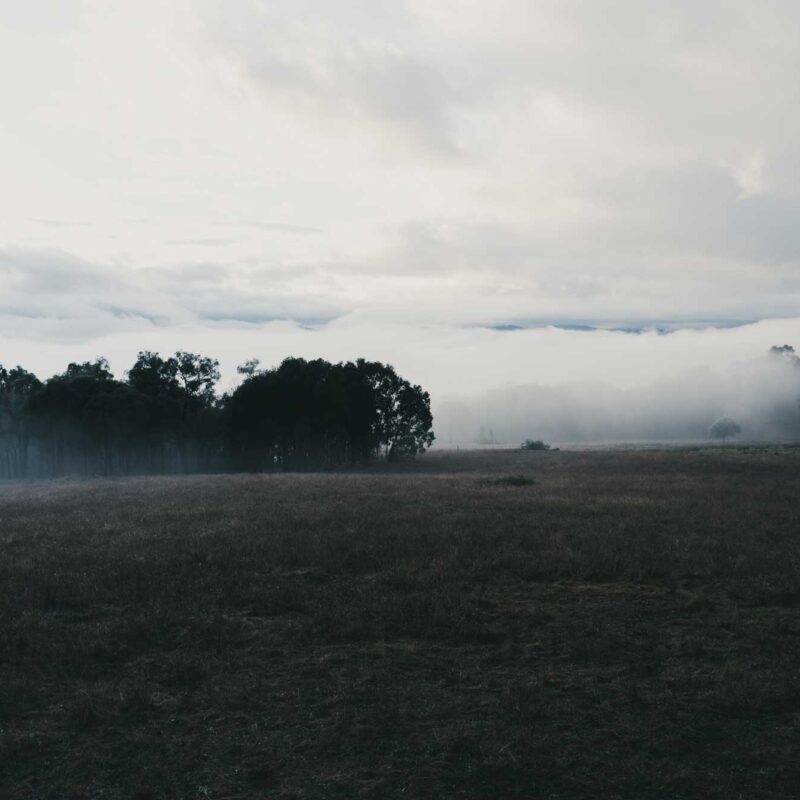 A field in the Victorian high country covered in a morning fog, concealing the forest and mountains in the background.