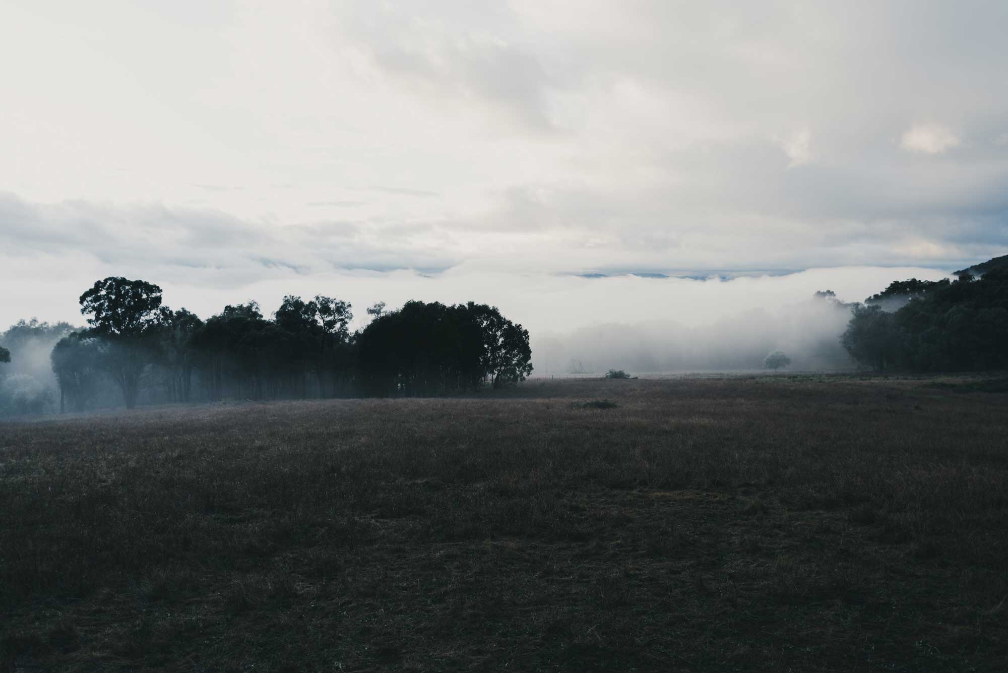 A field in the Victorian high country covered in a morning fog, concealing the forest and mountains in the background.